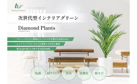 次世代型インテリアグリーン　DiamondPlants　Short シダ・ブラック鉢