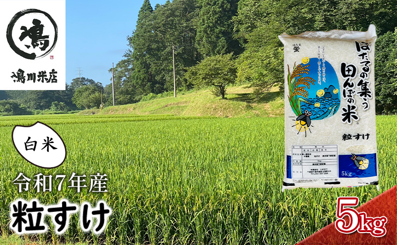 新米　令和7年 粒すけ 5kg 千葉産 白米　【 お米 こめ コメ おこめ 】