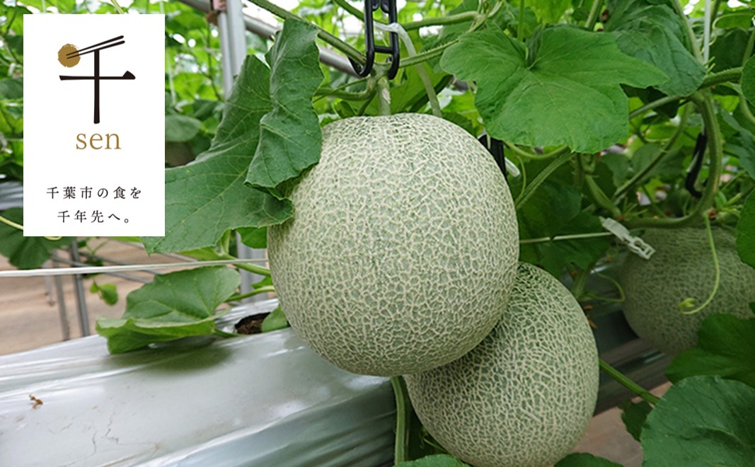 千葉快晴メロン　【千ブランド】【 果物類 メロン 青肉 スイーツ 果物 快晴メロン 認定 】
