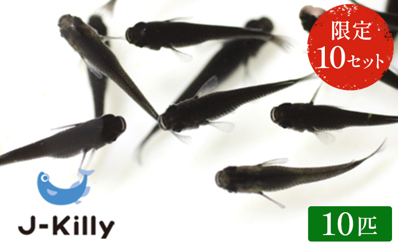 改良メダカ　オロチ　10匹