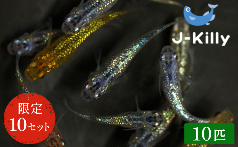 カラフルラメメダカMIX　10匹