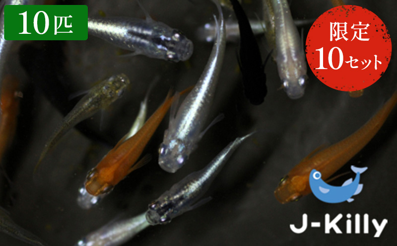 カラフルメダカMIX　10匹