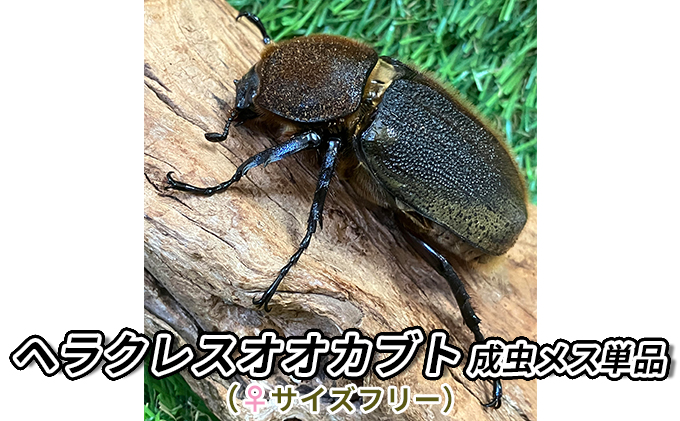 ヘラクレスオオカブト成虫メス単品（♀サイズフリー）【 生き物 昆虫 男の子 子供 飼育観察 自由研究 自然 環境 学習 孫 プレゼント 学び 】