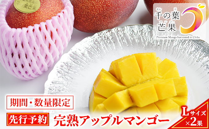 【千の葉ライチ】完熟アップルマンゴーL×2果入 （先行予約）【マンゴー フルーツ 高級果実 国内】