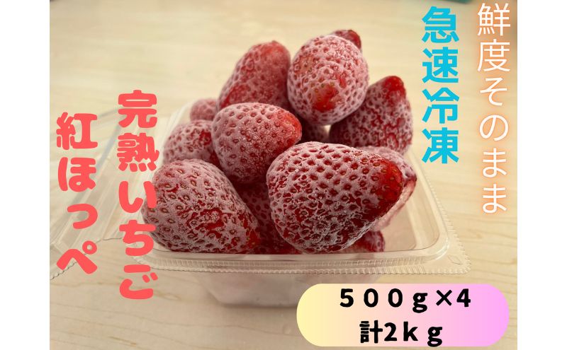 鮮度そのまま！！急速冷凍完熟いちご（紅ほっぺ）500g×4袋セット ふぁいんファーム