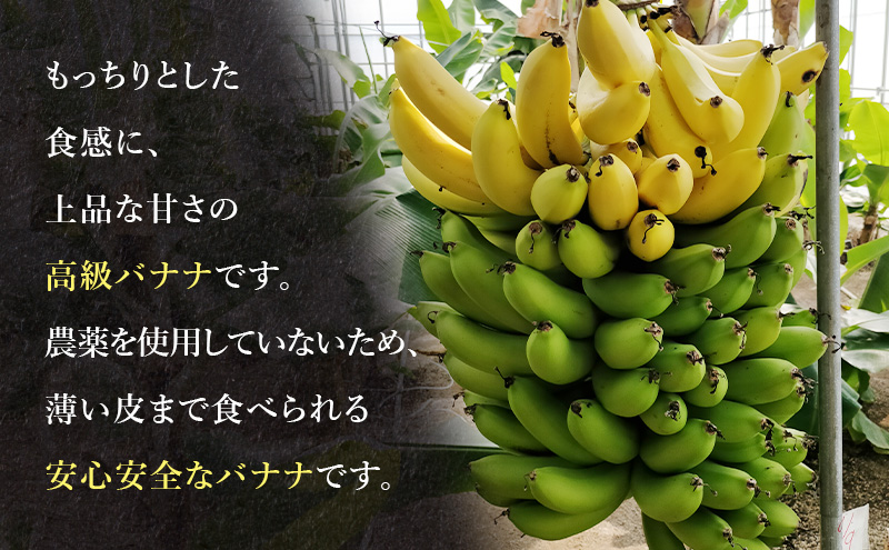 幻の品種 グロスミッシェル種 千葉市産 バナナ 1kg  1月～4月出荷 果物 フルーツ 千葉市