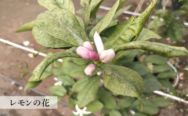 レモン 1kg 果物 フルーツ 国産 千葉市