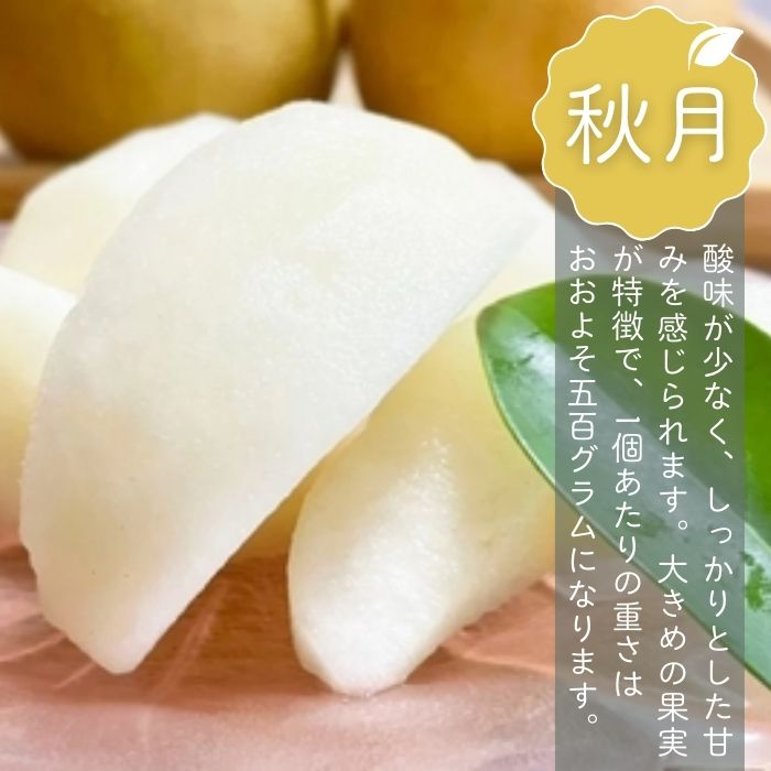 2026年発送分【贈答用】極上梨「あきづき」3kg　果汁たっぷり　船橋産　9月中下旬発送　期間限定　梨　夏　6～9玉　なし　水菓子　果物　デザート