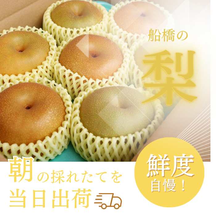 【贈答用】果汁たっぷりの極上梨「豊水・3kg」（2026年産）　果汁たっぷり　船橋産　8月中下旬発送　期間限定　梨　夏　6～9玉　なし　水菓子　果物　デザート