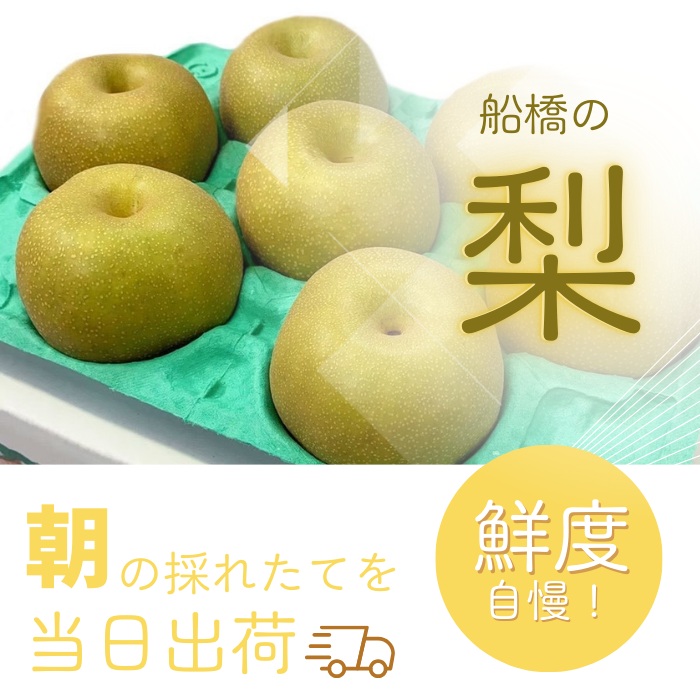 【2026年産先行予約】＜家庭用＞果汁たっぷりの極上梨「豊水・3kg」6～9玉 千葉県 船橋市産