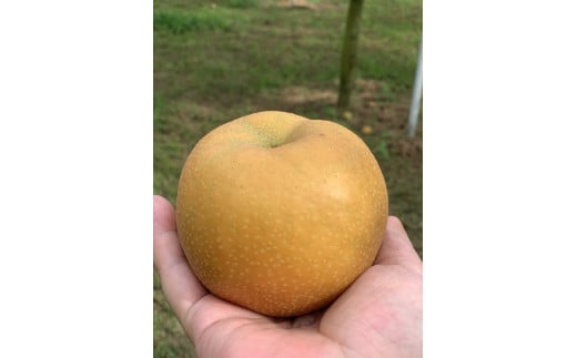 【船橋産コンフィチュール】Le Caf? de Pommeコンフィチュール3本セット　コンフィチュール　梨っ娘　ゴールデンキウイ　手作り　フレンチシェフ　船橋　Le Cafe de Pomme