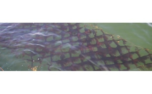 船橋三番瀬産　あさくさ海苔　5帖　板のり10枚×5袋　焼のり　チャック付き　江戸前海苔師坂才丸厳選　贈答用　御菜浦　江戸前　浅草海苔　アサクサノリ　手巻き寿司　おにぎり