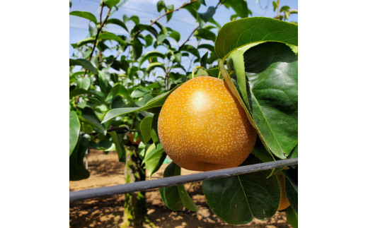 【船橋産コンフィチュール】Le Caf? de Pommeコンフィチュール3本セット　コンフィチュール　梨っ娘　ゴールデンキウイ　手作り　フレンチシェフ　船橋　Le Cafe de Pomme