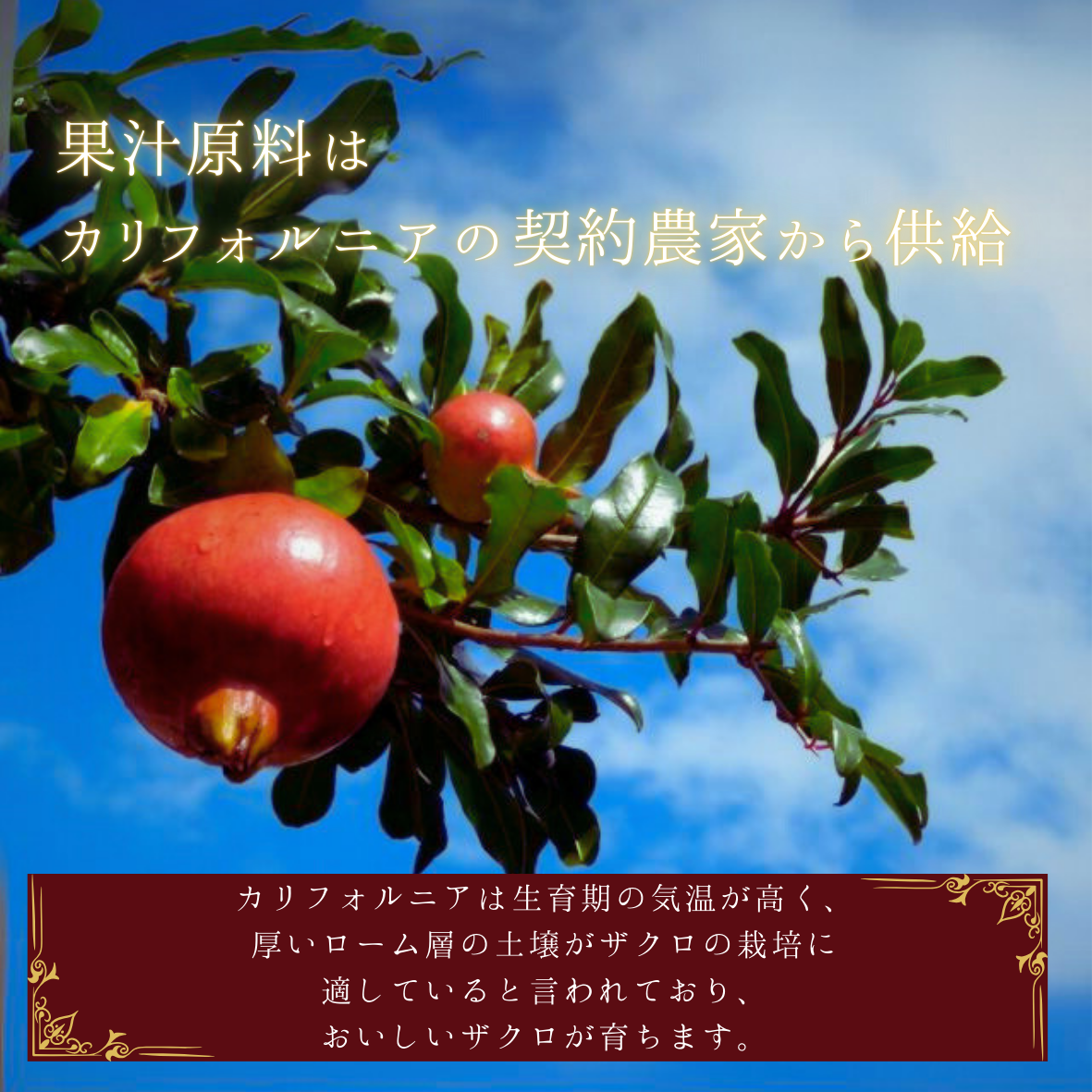 成城石井 カリフォルニア産ザクロ100%ジュース(C06)