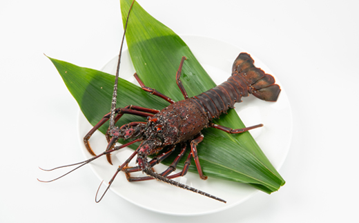 【先行予約】【金曜日発送】漁師直送!千葉県館山産 天然『活』伊勢海老　1kg(3～5尾)【配送不可地域：離島・北海道・沖縄県・東北・中国・四国・九州】