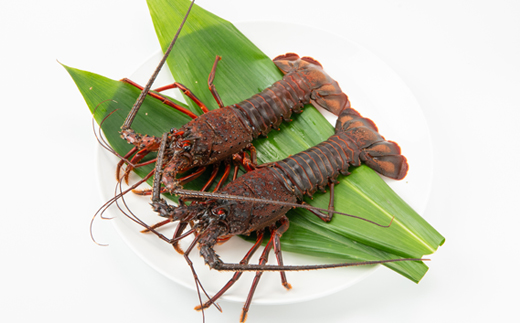 【先行予約】【金曜日発送】漁師直送!千葉県館山産 天然『活』伊勢海老 400g(2～3尾)【配送不可地域：離島・北海道・沖縄県・東北・中国・四国・九州】