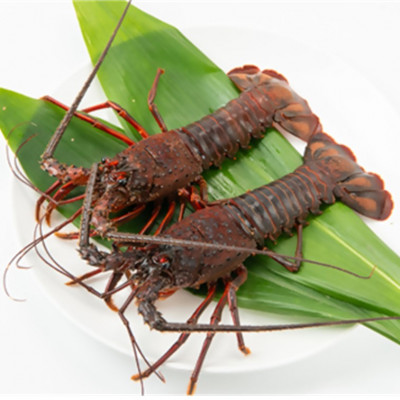 【金曜日発送】漁師直送!千葉県館山産 天然『活』伊勢海老　約1kg(サイズおまかせ)【配送不可地域：離島・北海道・沖縄県・中国・四国・九州】