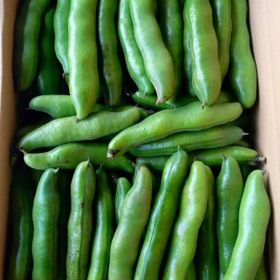 おひさま農園のソラマメ「打越みどり」 約3.8kg〈5月上旬より順次発送〉【配送不可地域：離島・沖縄県】