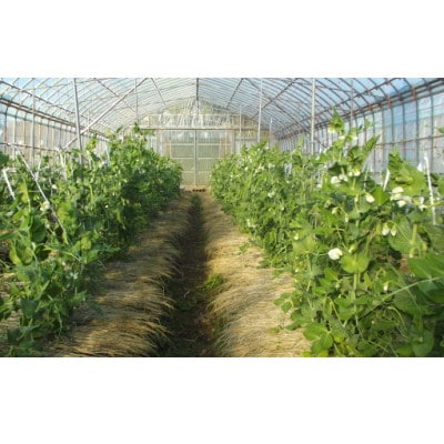 旬の味覚!おひさま農園のスナップエンドウ パリッと歯ごたえ、じんわり甘み 1.6kg【配送不可地域：離島・沖縄県】