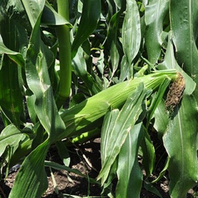 【先行予約】2026年5月下旬より順次発送　安西農園の驚くほどに甘いトウモロコシ 20本【配送不可地域：離島・北海道・沖縄県・東北・中国・四国・九州】