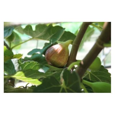 館山産いちじくのおいしいリキュール 1瓶(500ml)