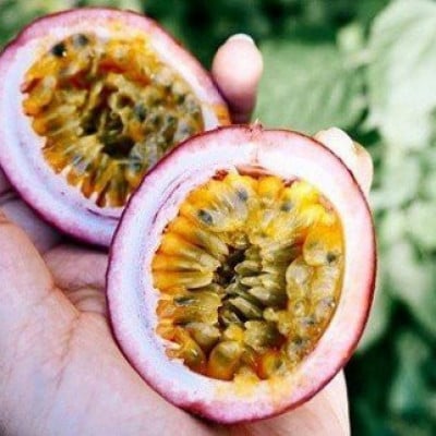 【先行受付】秀品パッションフルーツ 「80g前後の大玉」8個入/2026年8月上旬～9月中旬発送【配送不可地域：離島】