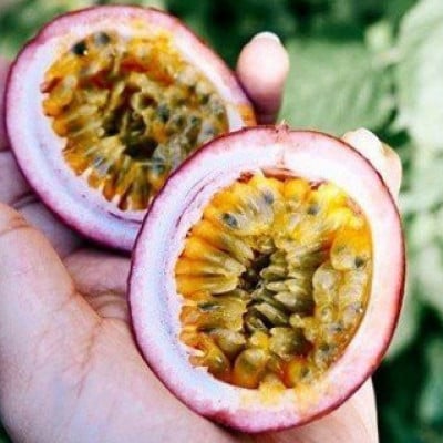 【先行受付】秀品パッションフルーツ 中玉8個入/2026年8月上旬～9月中旬発送【配送不可地域：離島】