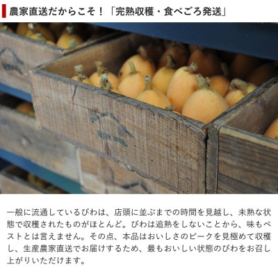 【先行受付】5月下旬より順次発送　露地栽培「房州びわ」 2L・3Lサイズ合計12粒　化粧箱入り【配送不可地域：離島】