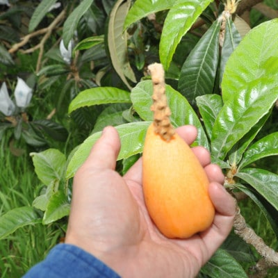 【先行予約】4月下旬頃より順次発送　種無し房州びわ「希房」 2Lサイズ6粒　化粧箱入り【配送不可地域：離島・沖縄県】