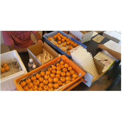 館山市産 栽培期間中農薬化学肥料不使用 房州びわ 500g以上1箱