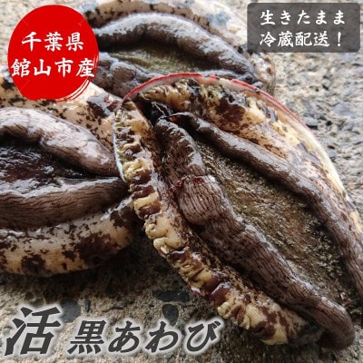【先行予約】【金曜日発送】漁師直送!天然活黒アワビ約500～600g(1～2枚)【配送不可地域：離島・北海道・沖縄県・中国・四国・九州】