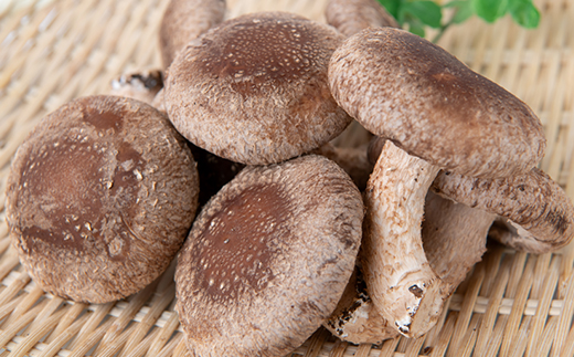 【農福連携】千葉県館山産 生しいたけ110g×5パック 就労継続支援A/B型併用事業所「ゆみの里」【配送不可地域：離島・沖縄県】