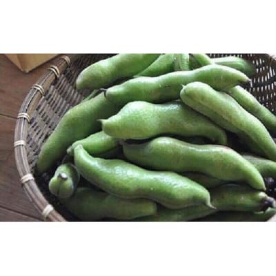 【数量限定】安心安全なサヤ付き房州そらまめ 約3.5kg (4月下旬頃～5月下旬頃発送予定)【配送不可地域：離島・北海道・沖縄県・東北・中国・四国・九州】