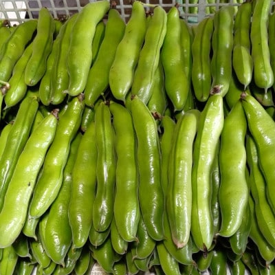 おひさま農園のソラマメ「打越みどり」 約3.8kg〈5月上旬より順次発送〉【配送不可地域：離島・沖縄県】