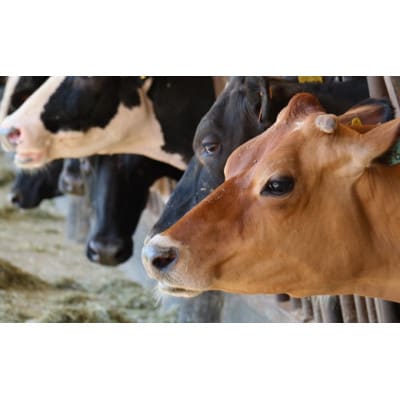 【新嘗祭奉納】須藤牧場の低温殺菌ノンホモ牛乳 900ml×2本【配送不可地域：離島】