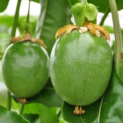 【先行受付】秀品パッションフルーツ 「80g前後の大玉」8個入/2026年8月上旬～9月中旬発送【配送不可地域：離島】