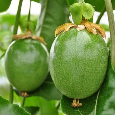 【先行受付】秀品パッションフルーツ 中玉8個入/2026年8月上旬～9月中旬発送【配送不可地域：離島】