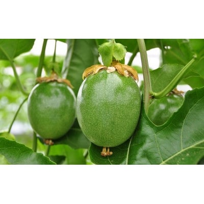 完熟パッションフルーツで作ったリリコイバター5個セット