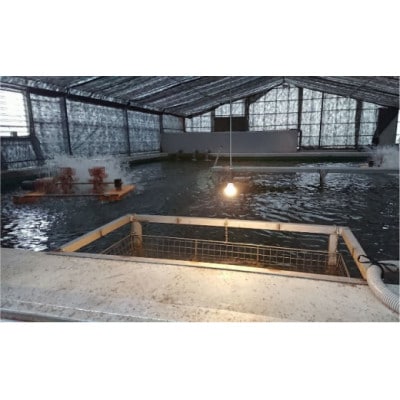 天然 に近づけた究極の養殖 鰻「坂東太郎 使用」うなぎ 白焼 大サイズ 130g前後×3尾【配送不可地域：離島】