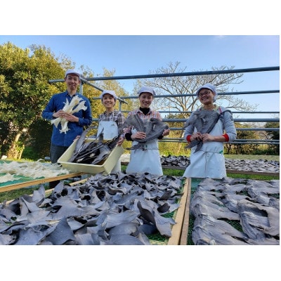 【エコ包装】「フカヒレ姿煮」大尾びれ2枚入り(530g×2枚)　尾びれ重さ約201-240g【配送不可地域：離島】