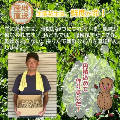 【 数量限定 】【 期間限定 】農家イチオシ!千葉県館山産 生落花生おおまさり 2kg【配送不可地域：離島・沖縄県】