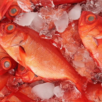 【熨斗付】南房総館山　産地直送　地金目鯛しゃぶしゃぶ用スライス【配送不可地域：離島】