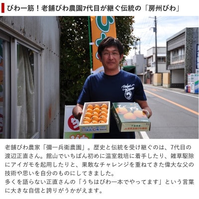 【先行予約】4月下旬頃より順次発送　房州びわ　種あり＆種なし 食べ比べセット　化粧箱入り【配送不可地域：離島・沖縄県】