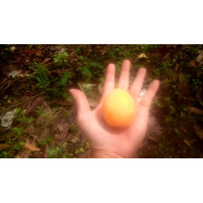 館山市産 栽培期間中農薬化学肥料不使用 房州びわ 500g以上1箱