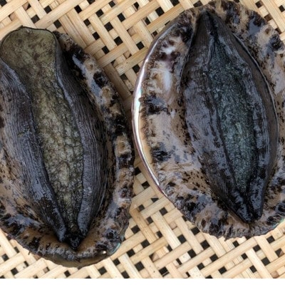 【先行予約】【金曜日発送】漁師直送!天然活黒アワビ約500～600g(1～2枚)【配送不可地域：離島・北海道・沖縄県・中国・四国・九州】