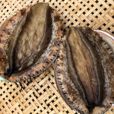 【先行予約】【金曜日発送】漁師直送!天然活メガイアワビ約500～600g(1～2枚)【配送不可地域：離島・北海道・沖縄県・中国・四国・九州】