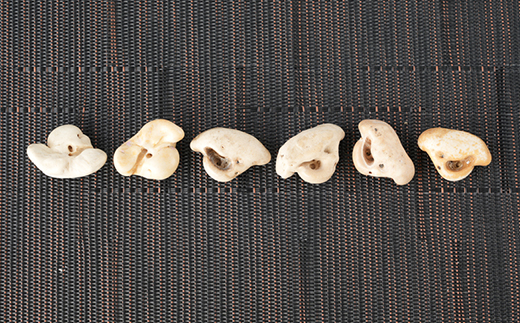 【思いやり型返礼品】イルカの耳骨ネックレス《限定10個》