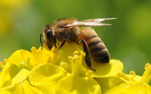 ひふみ養蜂園 菜の花はちみつ 600g