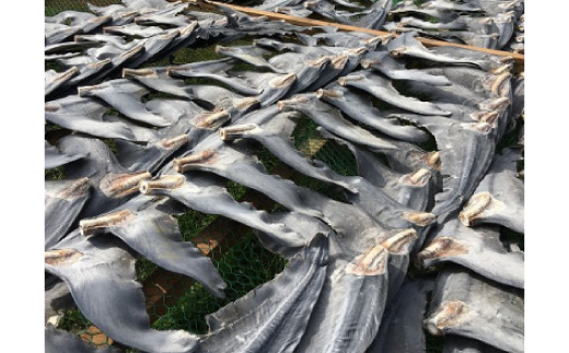 【エコ包装】「フカヒレ姿煮」大尾びれ1枚入り(530g×1枚)　尾びれ重さ約201-240g【配送不可地域：離島】