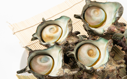 【先行予約】【金曜日発送】漁師直送!天然大ぶり活サザエ　2kg(4～6個)【配送不可地域：離島・北海道・沖縄県・東北・中国・四国・九州】